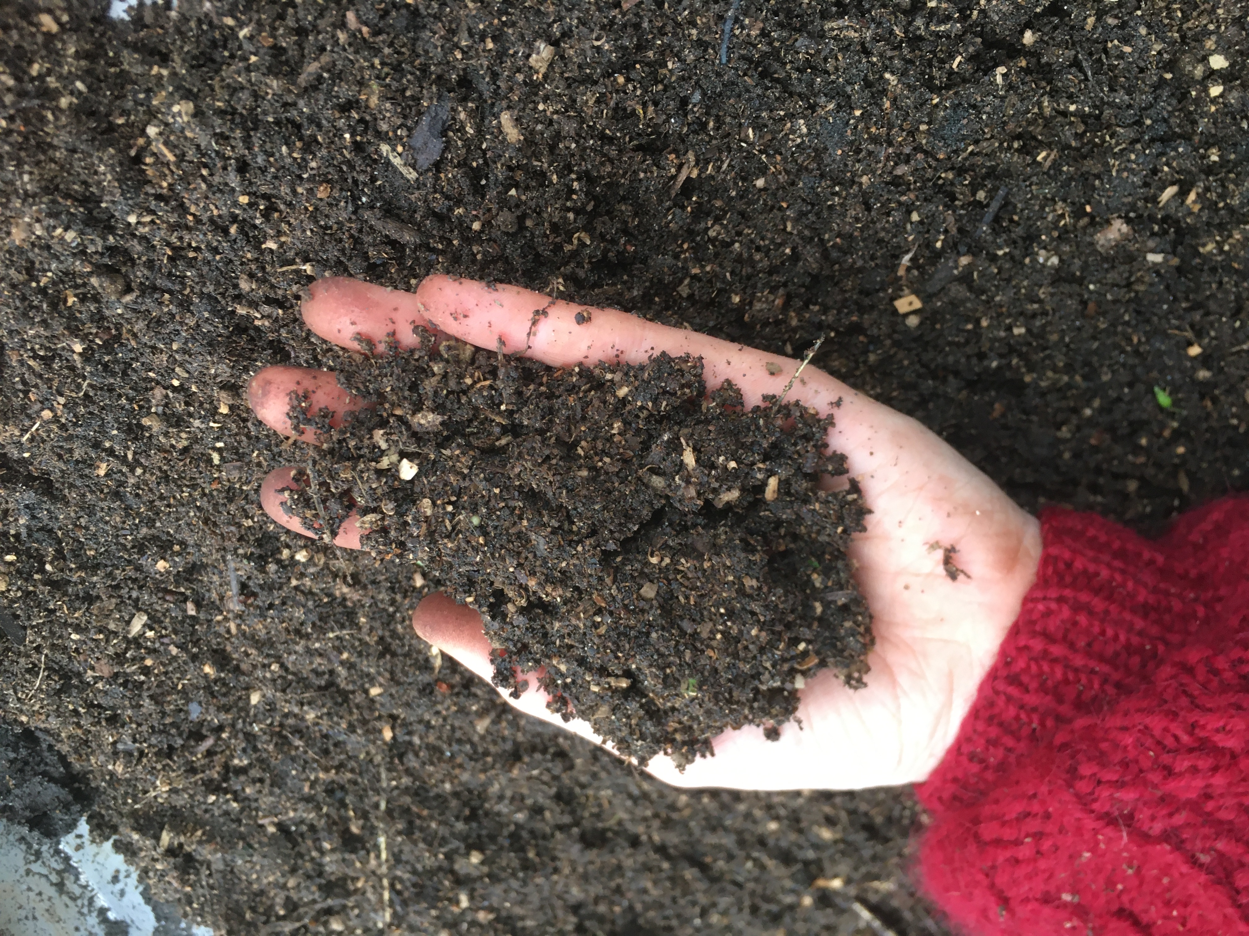 Compost in a hand